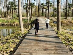 -合肥滨湖国家森林公园