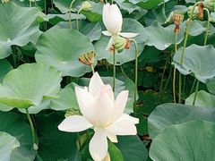 -莲花池公园