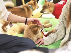 -逗柴咖啡屋·狗咖猫咖宠物桌游