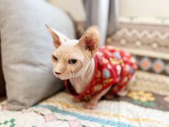 -楼上猫咖(罗湖店)
