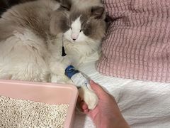 -申普宠物医院·心脏介入·心血管微创(总院)