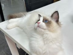 -喵zoo家庭繁育猫舍(尖东智能花园店)