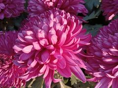 -螃蟹岬(地铁站)