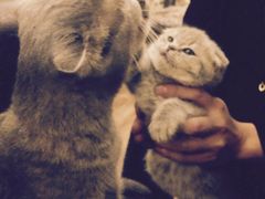 -猫色咖啡·猫咖
