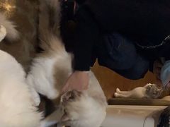 -猫猫幼稚园·撸猫·桌游·电玩