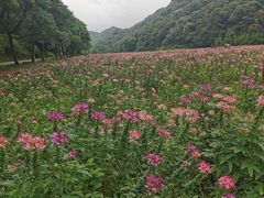 -广州市石门国家森林公园