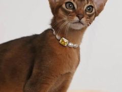 -猫十亿·布偶金渐层·曼基康矮脚猫舍(青年路店)