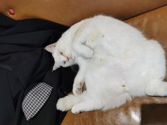 -藏猫猫咖啡主题馆(中央大道店)