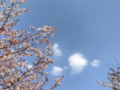-顾村公园