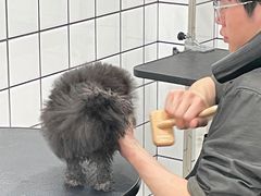 -BABYDOG宝贝狗宠物乐园(欧洲城店)