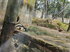 -中国大熊猫保护研究中心雅安碧峰峡基地