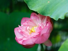 -陈家山荷花公园