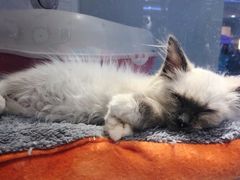 -龟与熊猫宠物公园(南坪店)