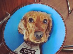 -惠康宠物医院(华能路店)