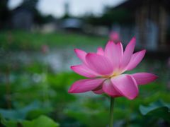 -万源龙顺度假庄园生态观光园