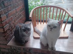 -豆逗聊愈猫阁Easy Life