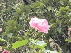 -桃花岭景区