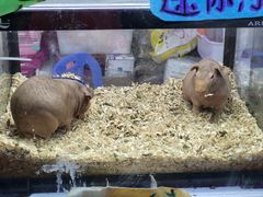 -花鸟鱼虫鲜花绿植市场(玉泉路店)