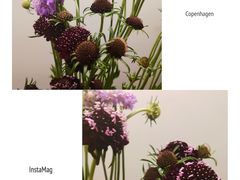 -静岸花卉园艺(三星坊店)