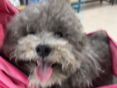 -佳雯宠物医院·皮肤科·内外科(春晓路分院)