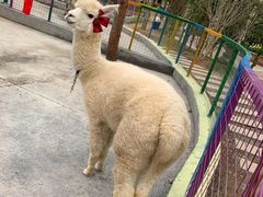 -美的鹭湖森林度假区