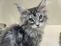 -青奢宠物·青奢猫舍