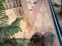 -正佳雨林生态植物园
