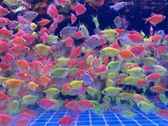 -青石桥花鸟鱼虫市场(叠翠城店)