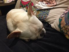 -more than meow吴止猫主题餐厅(承德 中船汇店)