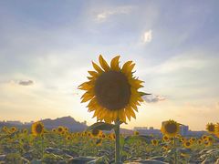 -光明小镇欢乐田园