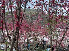 -玫瑰庄园·自助烧烤·烤全羊·团建拓展(龙泉山店)