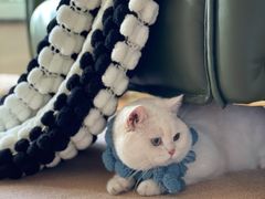 -佳雯宠物医院(金华南路分院)