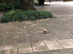 -静安公园(静安寺街道)