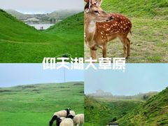 -仰天湖大草原