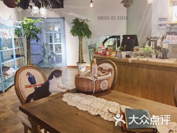 共舞时光猫咪咖啡馆图片 - 第6张