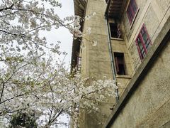 -武汉大学-樱园