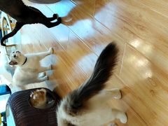 -momokira米努特·德文卷毛猫·棉花面纱犬