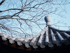 -金花茶公园