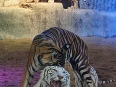 -清迈夜间动物园