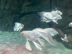 -石家庄海洋公园