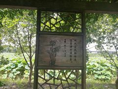 -荷塘月色湿地公园·向阳花洲