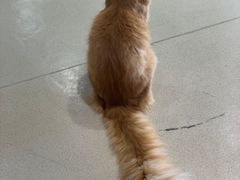 -藏猫猫咖啡主题馆(中央大道店)