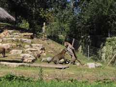 -北京野生动物园