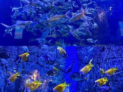 -成都浩海立方海洋公园