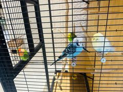 -太湖饭店玉兰厅(自助餐厅)