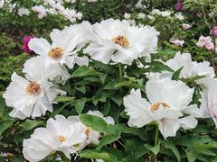 -洛阳市隋唐城遗址植物园