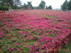 -羊亭河湿地公园