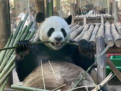 -栾川竹海野生动物园