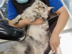 -宠福鑫康馨动物医院·骨科·眼科