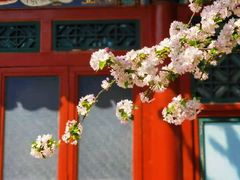 -海棠花溪(元大都城垣遗址公园)